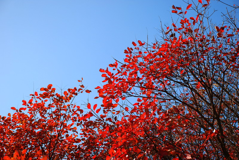 dsc_2661.jpg