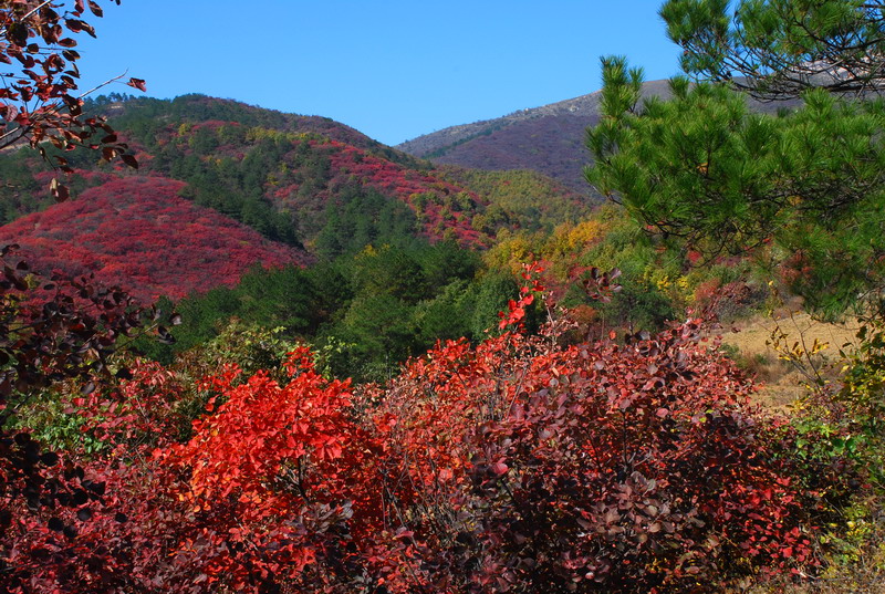 dsc_2710.jpg