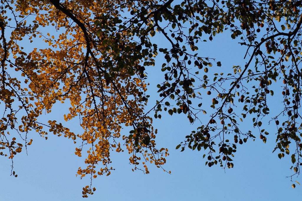 dsc07274.jpg