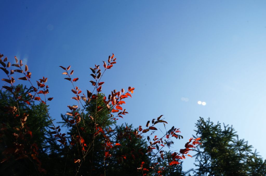 dsc07183.jpg