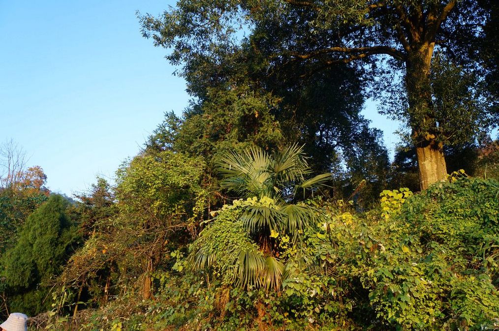 dsc07296.jpg