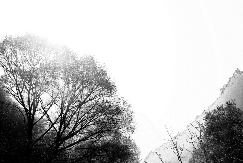neo_img_天然盆景 016_conew1.jpg