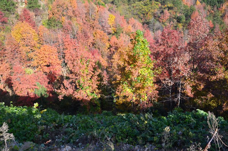 dsc_0552a.jpg