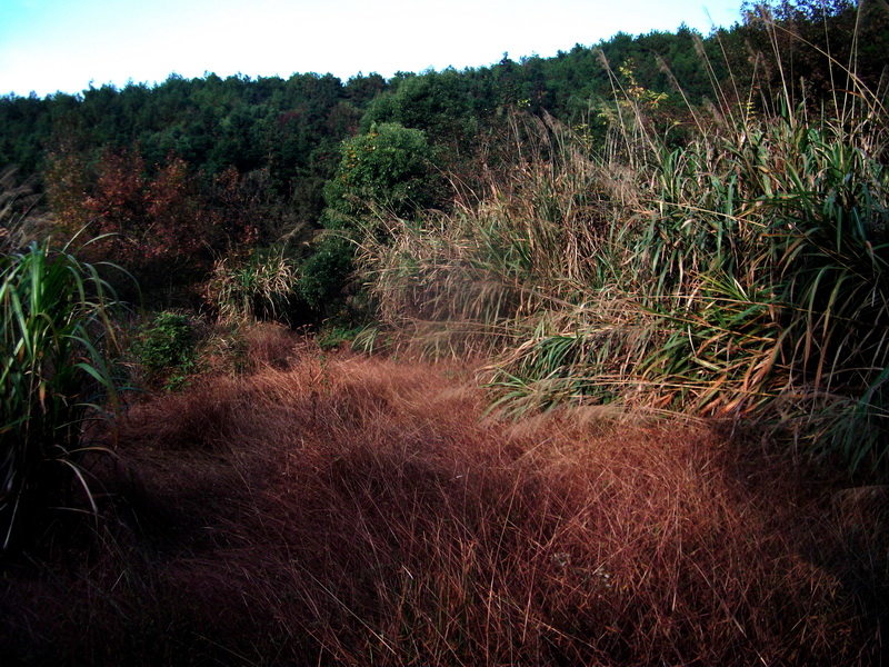 dscf0082.jpg