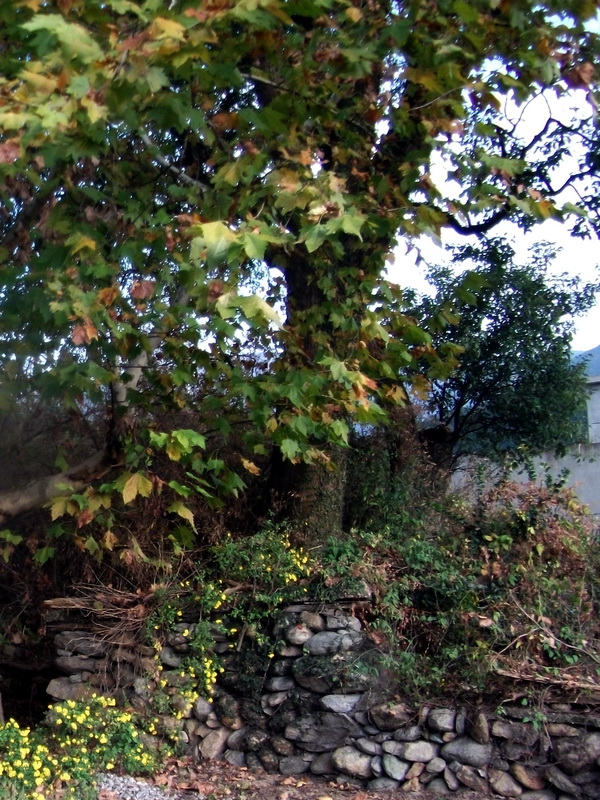 dscf0087.jpg