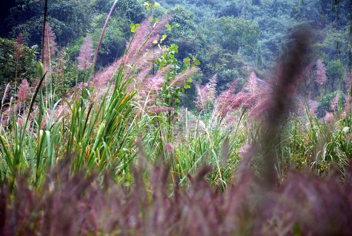 dsc_0452.jpg