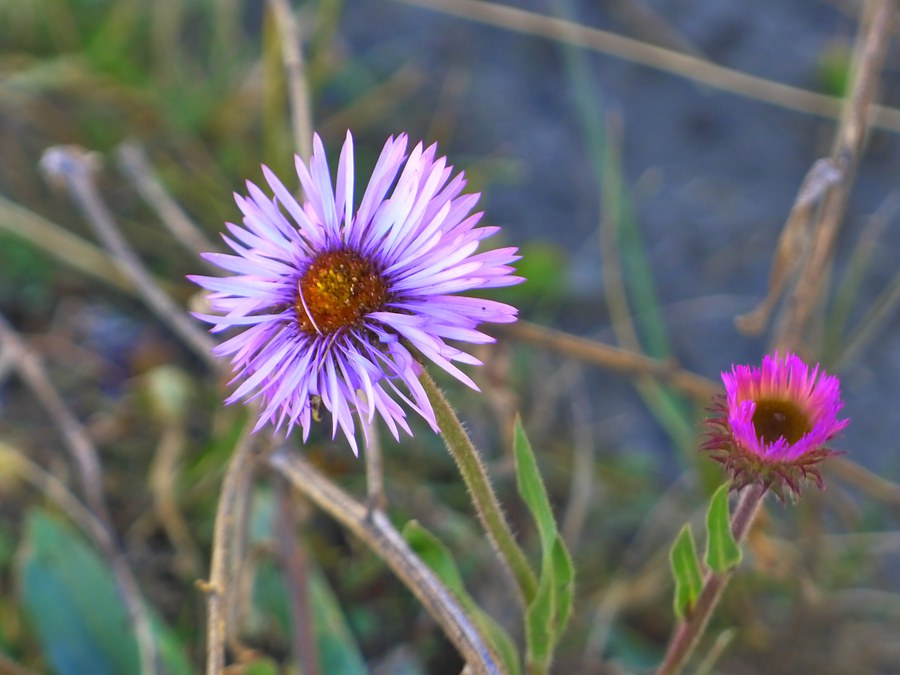 p1020839_.jpg
