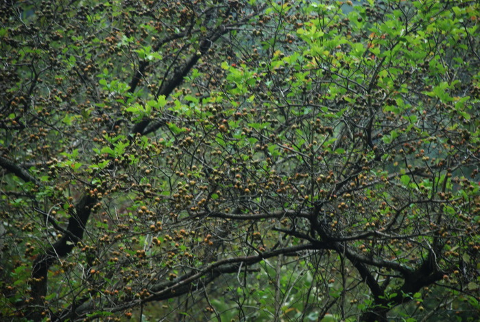 dsc_0550.jpg