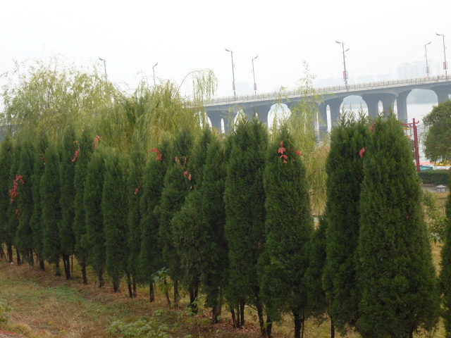 p1130426.jpg