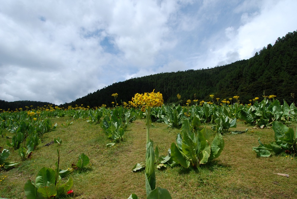 dsc_0372.jpg