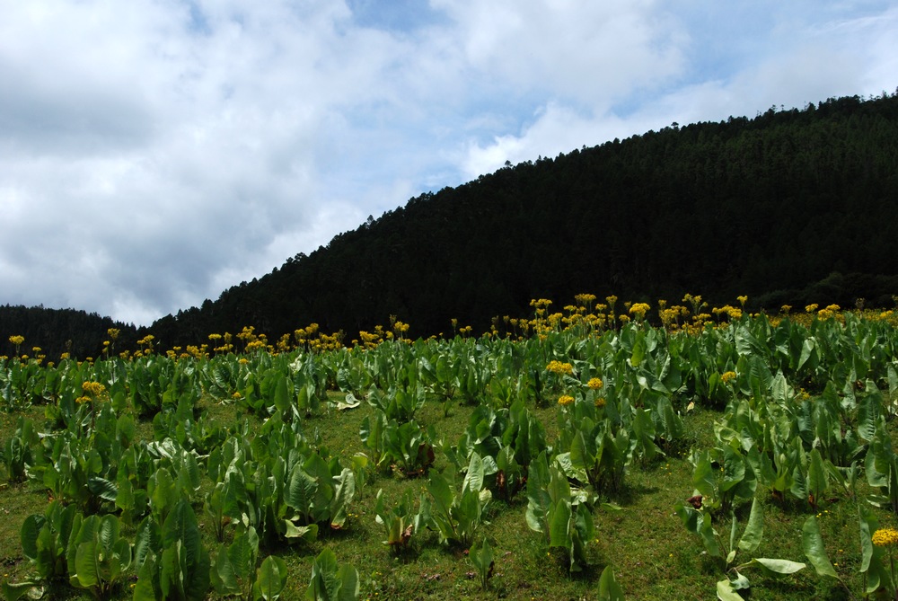 dsc_0373.jpg
