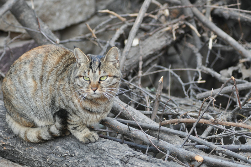 dsc_0548.jpg