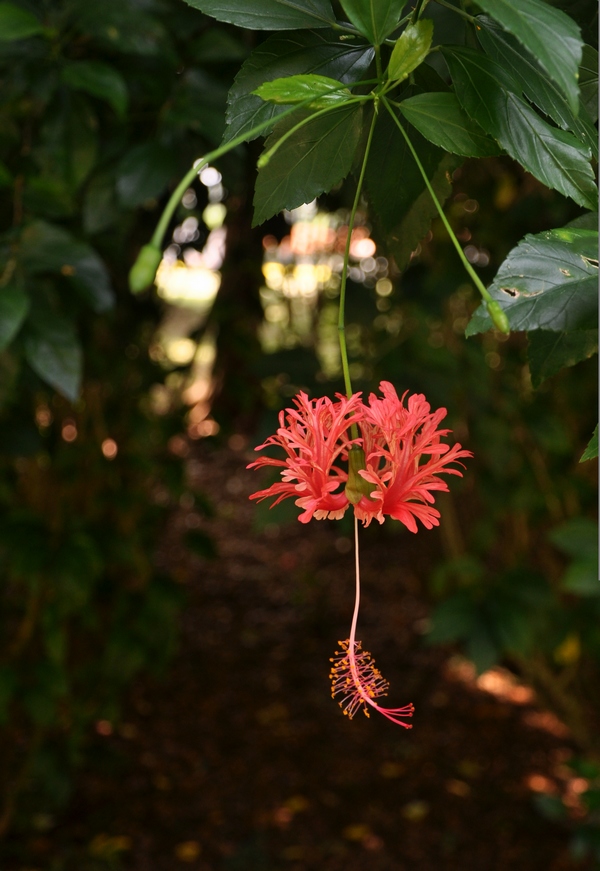 dsc_0210-8.jpg