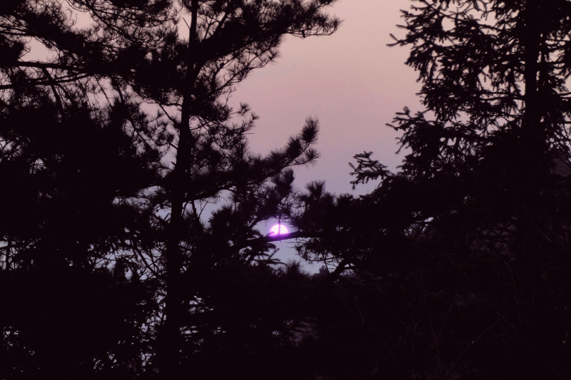 dsc08645-1.gif