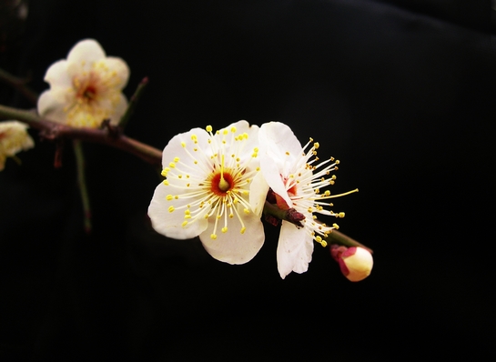 dscn3301115.jpg