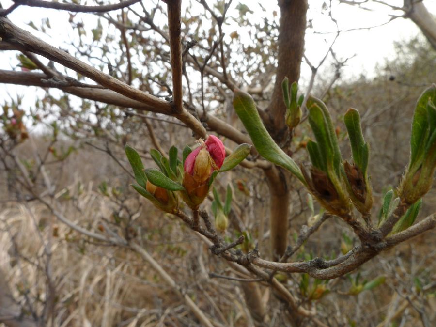 p1180418.jpg