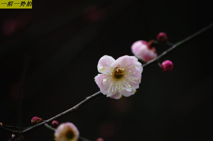 imgp6003.jpg