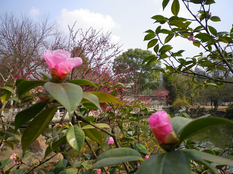 imgp0987.jpg