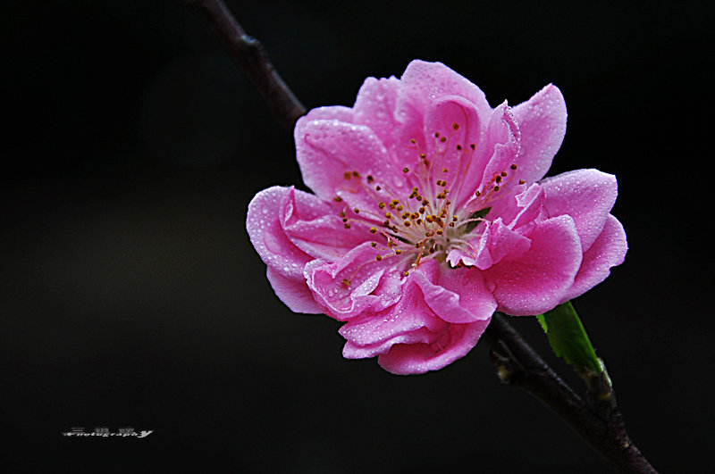 dsc_7523.jpg