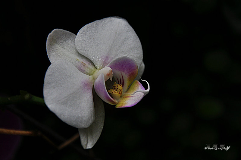 dsc_7562.jpg