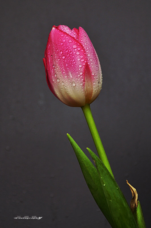 dsc_7532.jpg