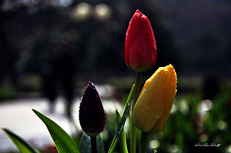 dsc_7671.jpg