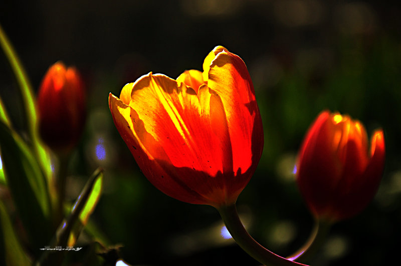 dsc_7695.jpg