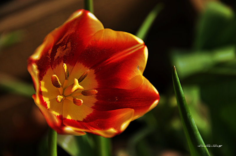 dsc_7716.jpg