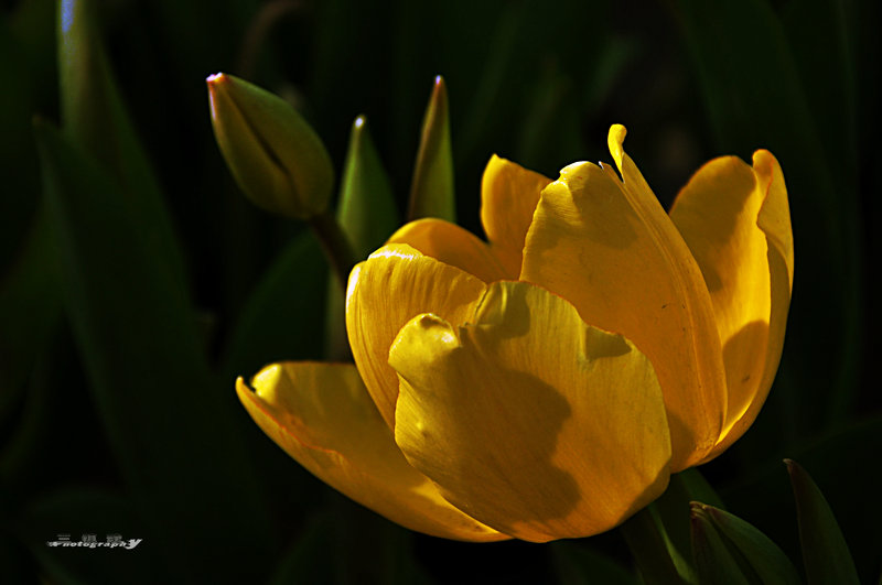 dsc_7727.jpg