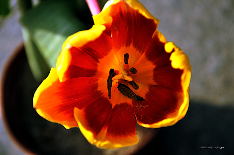 dsc_7753.jpg