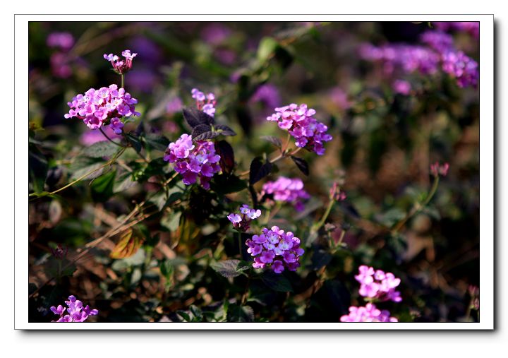 Ƭ 099x.jpg
