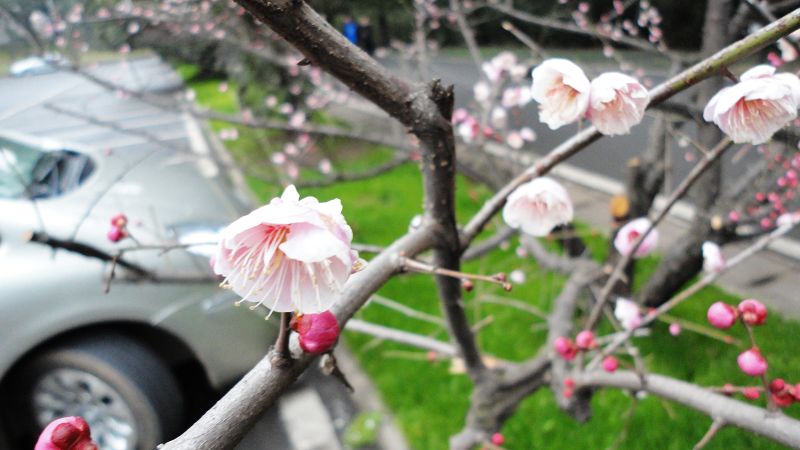 neo_img_dsc05804.jpg