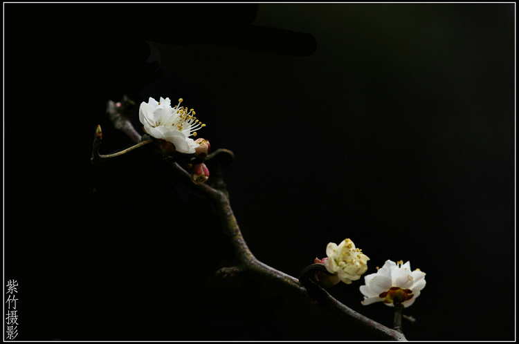 dsc_1229.jpg