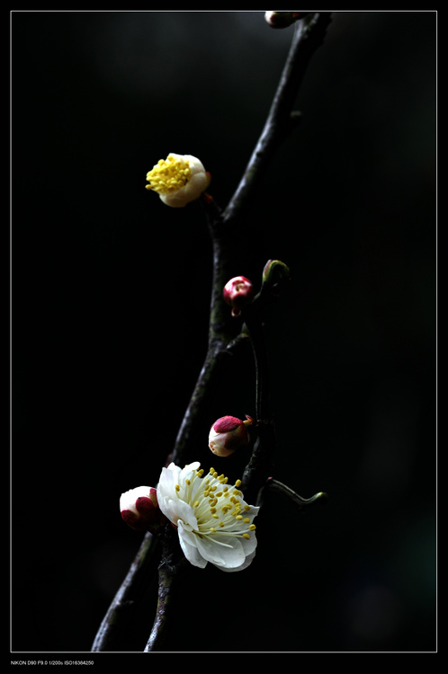 dsc_0362.jpg