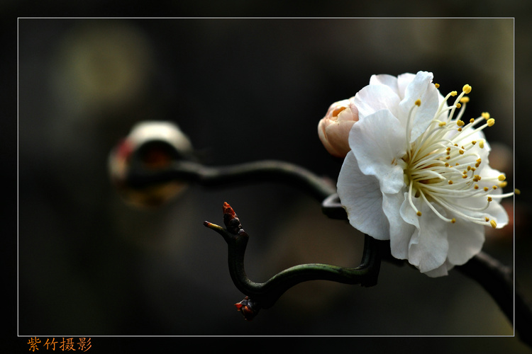 dsc_0825.jpg