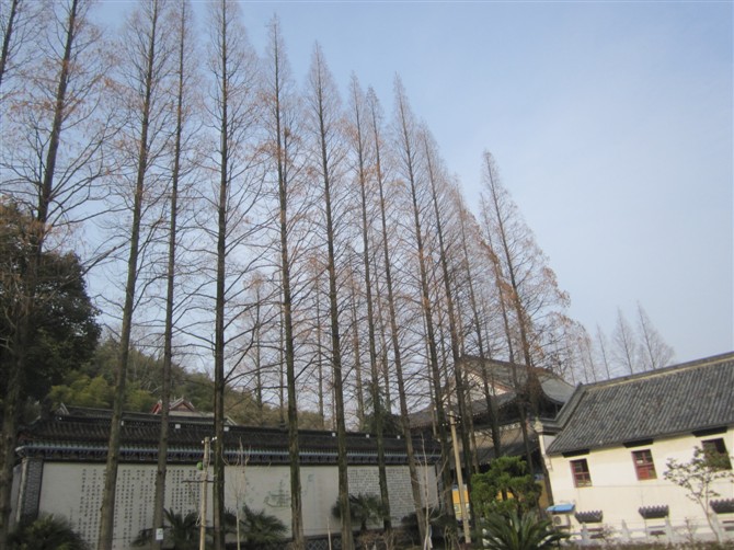 as.jpg