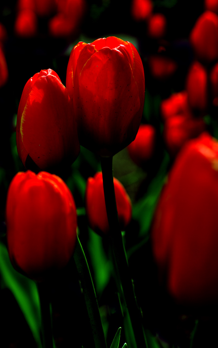 _dsc0750.jpg