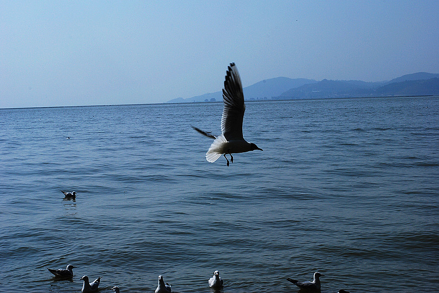 dsc_0949.jpg
