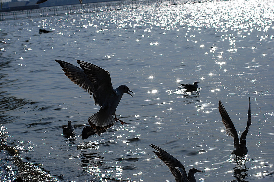 dsc_0085.jpg