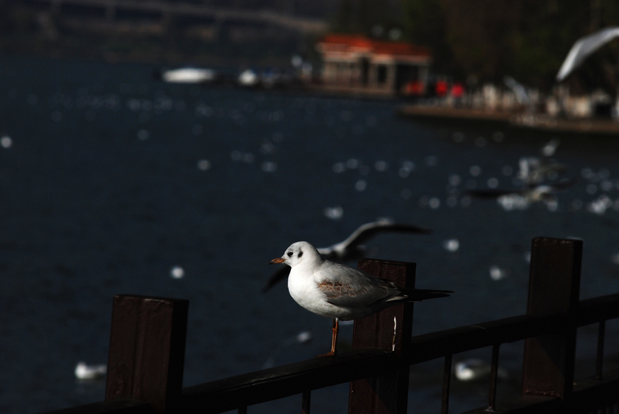 dsc_0146.jpg