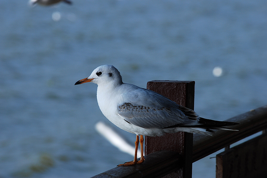 dsc_0163.jpg