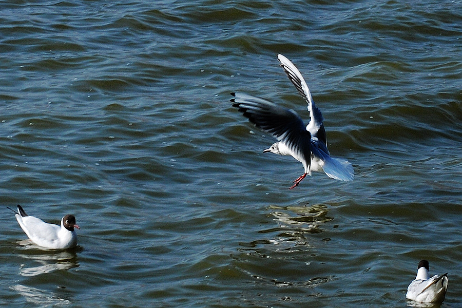 dsc_0212.jpg