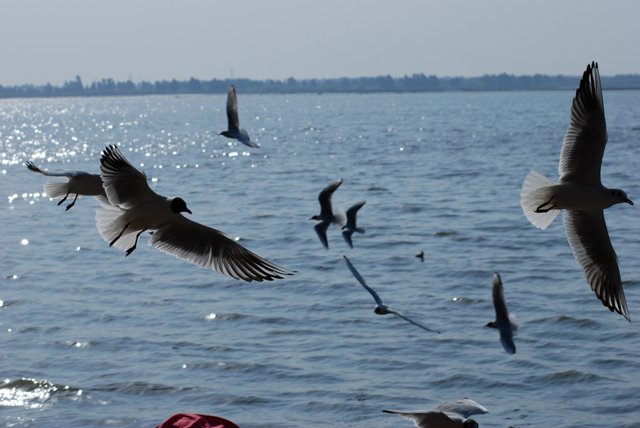 dsc_0350.jpg