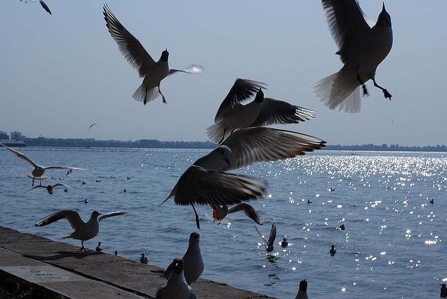 dsc_0386.jpg