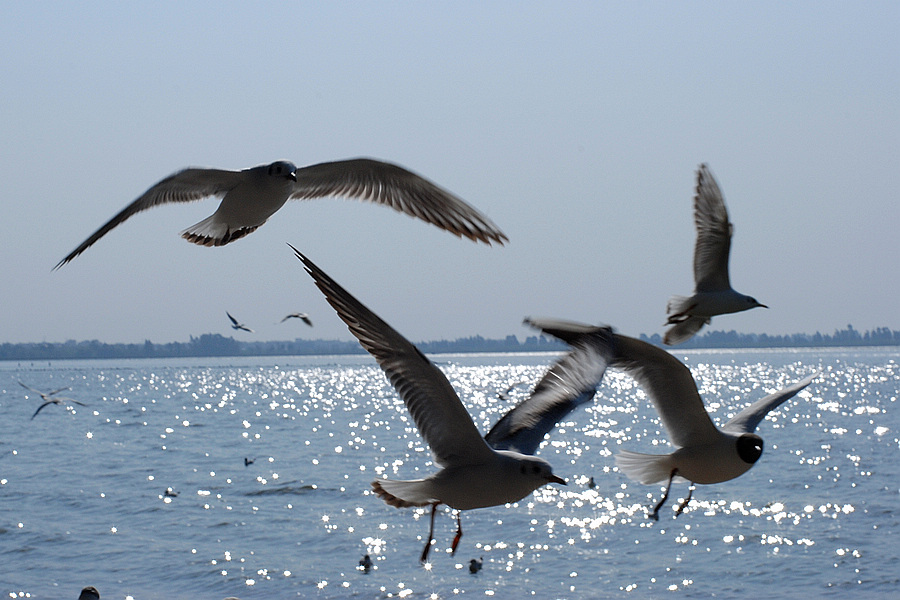 dsc_0388.jpg