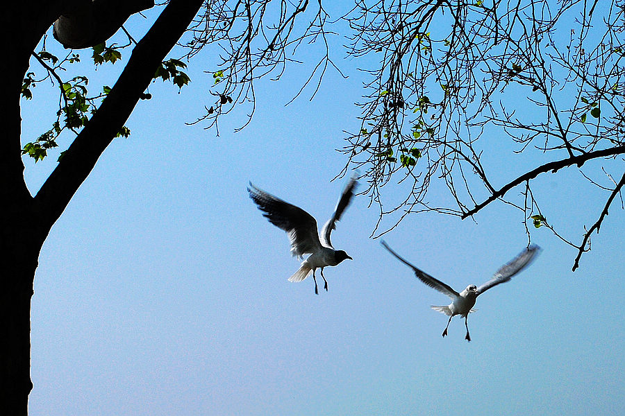 dsc_0745.jpg