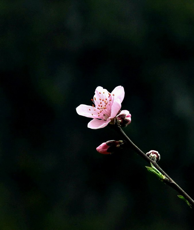 dsc_0649.jpg