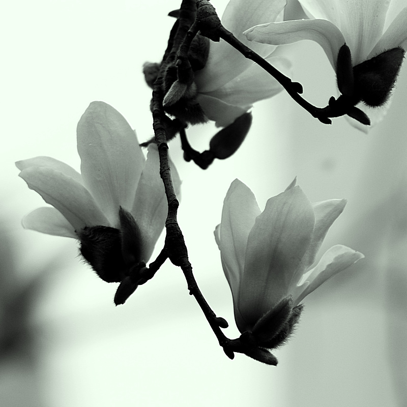 imgp0131.jpg