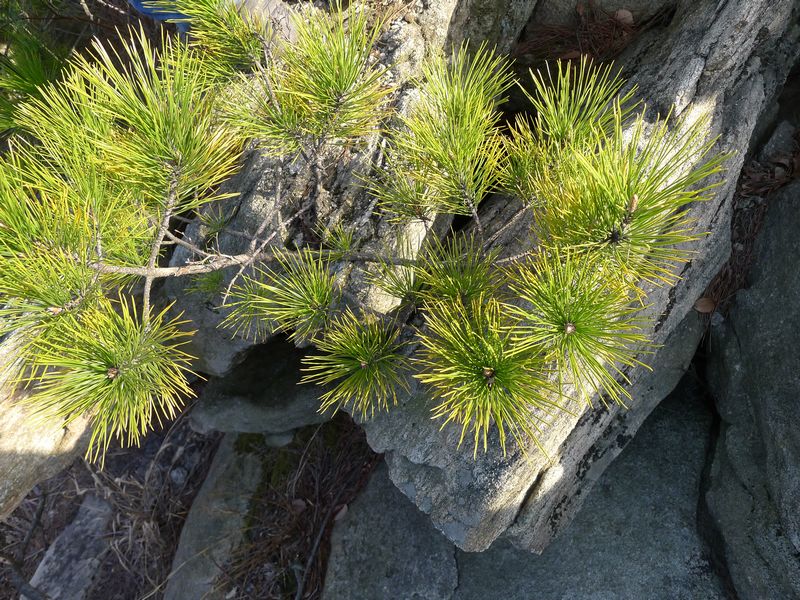 p1210274.jpg