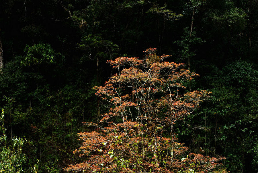 dsc_1312.jpg